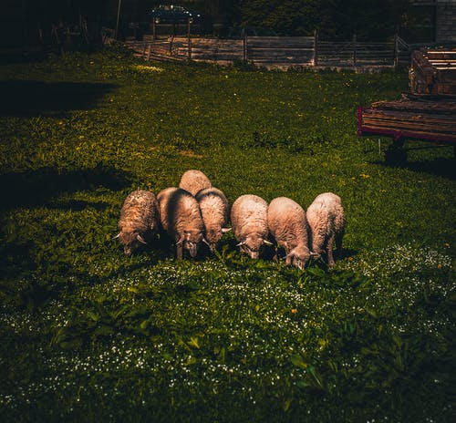 羊群在绿色草地上 · 免费素材图片