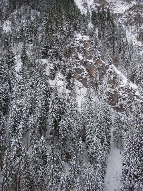 针叶树覆盖着雪的摄影 · 免费素材图片