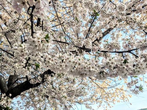 白花瓣树 · 免费素材图片