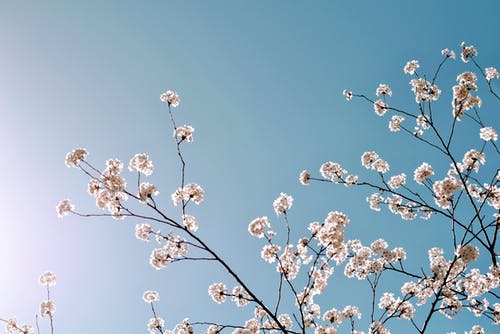 樱花的选择性聚焦照片 · 免费素材图片