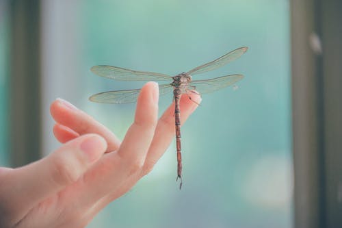 蜻蜓栖息在手指上的特写摄影 · 免费素材图片