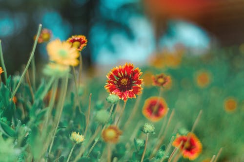 红色和黄色的花瓣花的选择性聚焦摄影 · 免费素材图片