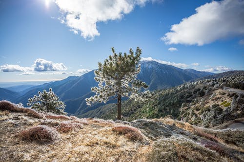 绿叶树山 · 免费素材图片