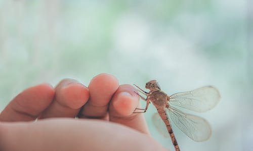 人类左小指上的棕色蜻蜓 · 免费素材图片