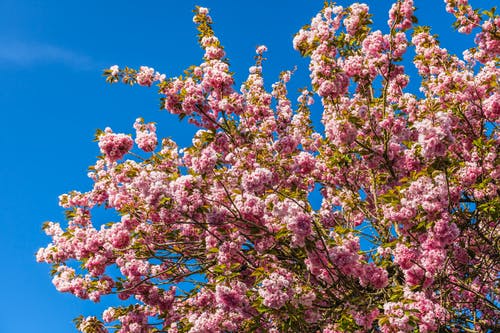 蓝蓝的天空下的粉红花朵 · 免费素材图片