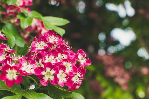 红色的花瓣花丛的微距摄影 · 免费素材图片