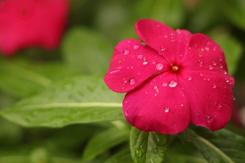 红花瓣花与雨滴 · 免费素材图片