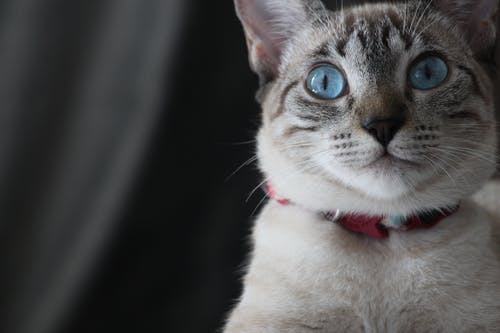 灰白猫 · 免费素材图片