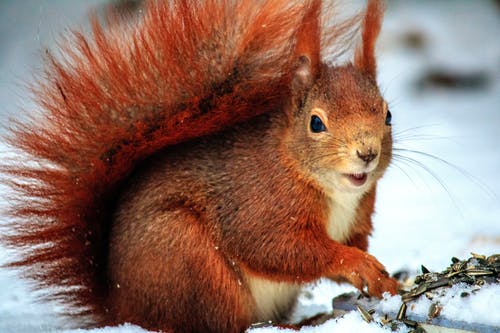 选择性聚焦照片中白天白天在雪上的棕色松鼠 · 免费素材图片