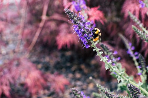 蜜蜂在花上s着花蜜 · 免费素材图片