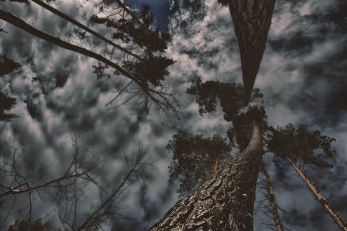 灰色树木与云的照片 · 免费素材图片