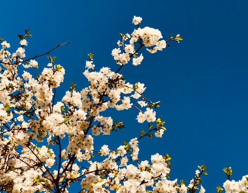 白花树 · 免费素材图片