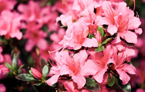 浅粉红色花瓣的焦点摄影 · 免费素材图片