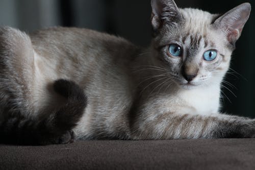 棕色表面上的暹罗猫 · 免费素材图片