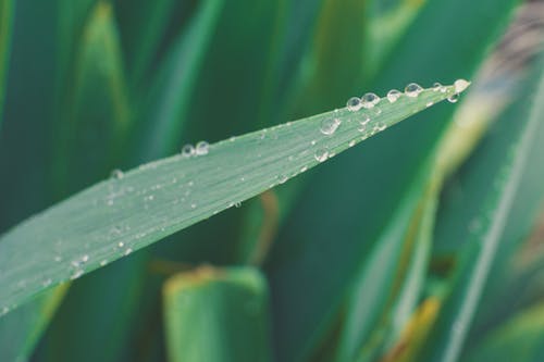 绿叶与水滴 · 免费素材图片