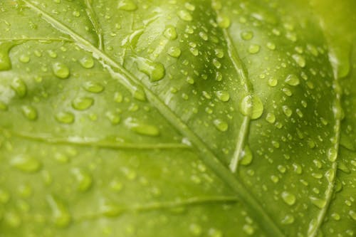 绿叶与雨滴的特写视图 · 免费素材图片