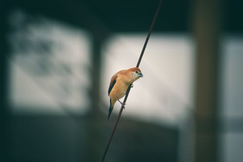 黑弦上的棕鸟 · 免费素材图片