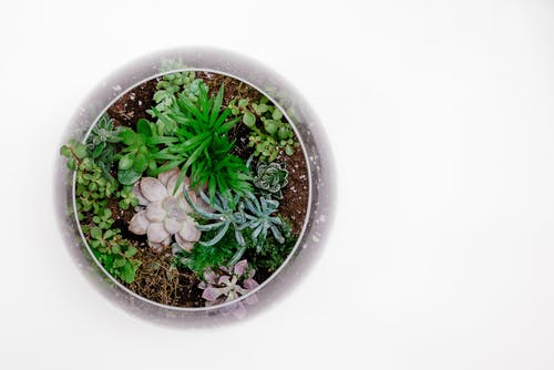 玻璃容器中的绿色肉质植物 · 免费素材图片