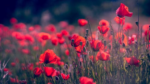 红色花朵的浅焦点照片 · 免费素材图片
