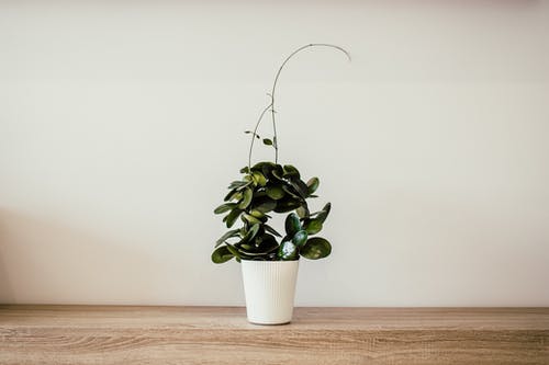 绿色植物与白色陶瓷锅 · 免费素材图片