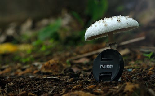白色按钮蘑菇配黑色佳能相机变焦镜头盖 · 免费素材图片