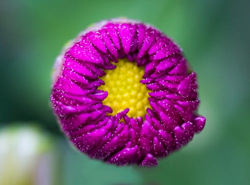 紫色花的微距照片摄影 · 免费素材图片