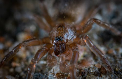 棕色和黑色蜘蛛的焦点照片 · 免费素材图片