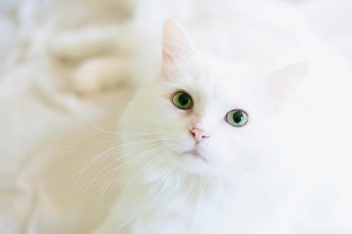 长毛白猫 · 免费素材图片