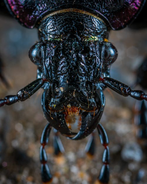黑昆虫的特写照片 · 免费素材图片