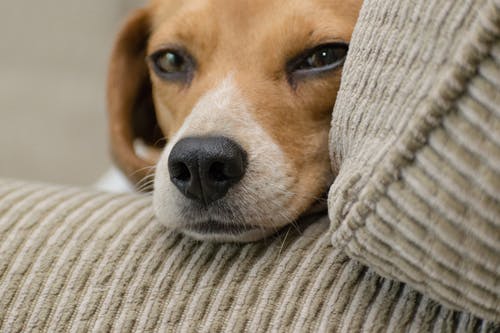 小猎犬的头靠在扶手上的特写照片 · 免费素材图片