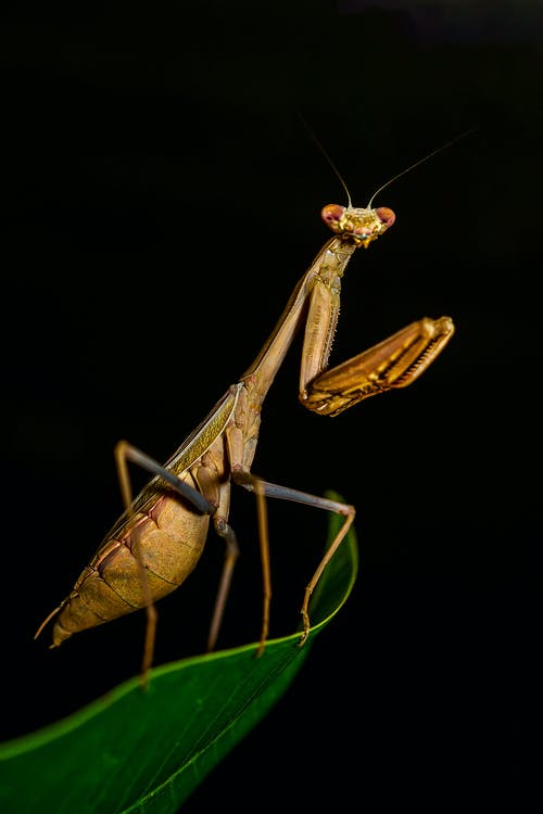 棕色螳螂在特写摄影 · 免费素材图片