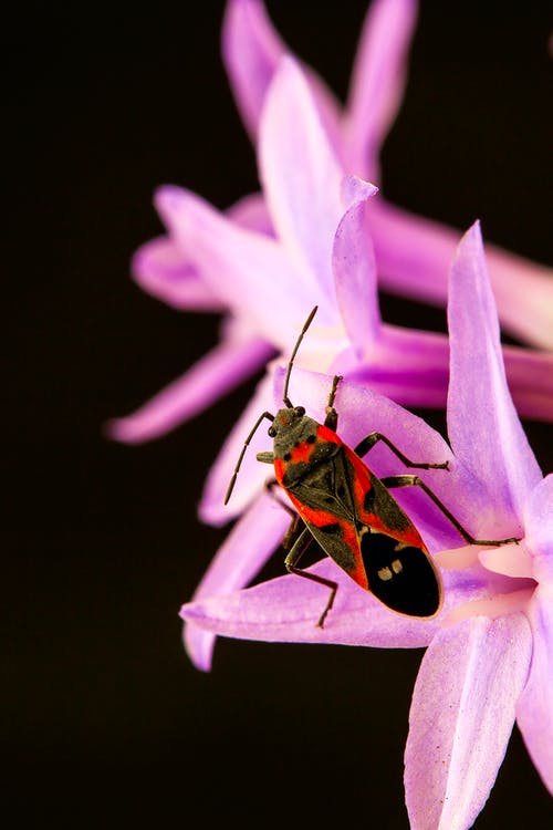 乳草bug栖息在特写摄影中的粉红色花朵上 · 免费素材图片