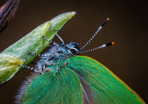 叶植物上的绿色飞蛾的宏观照片 · 免费素材图片