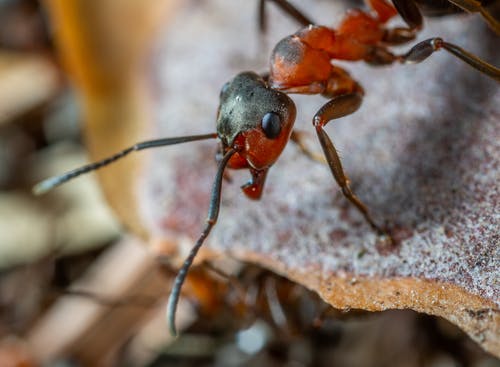 红色和棕色的陆军蚂蚁的宏观照片 · 免费素材图片