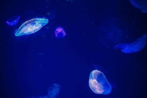 蓝水母 · 免费素材图片