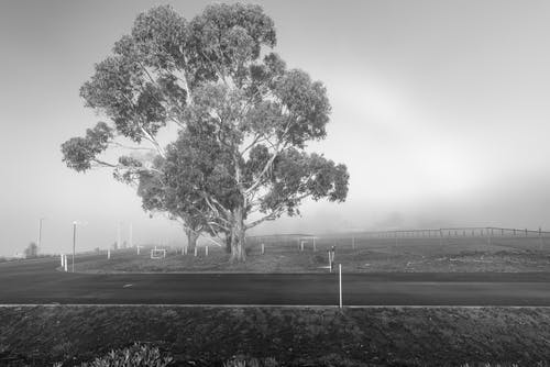 树木和草地的灰度照片 · 免费素材图片
