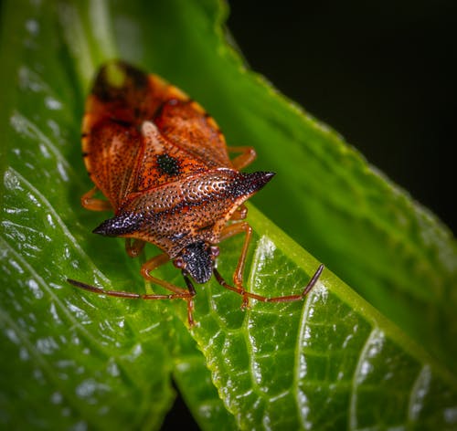 栖息在绿叶上的红色臭虫的宏观摄影 · 免费素材图片
