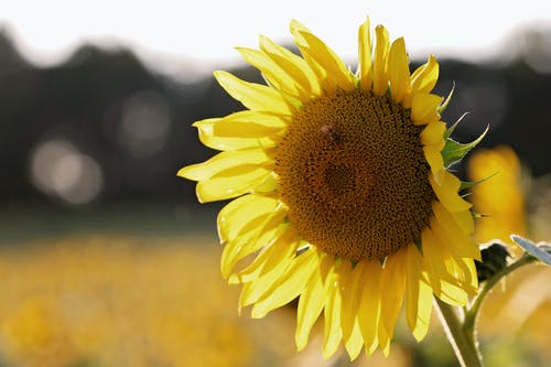 向日葵与蜜蜂的浅焦点摄影 · 免费素材图片