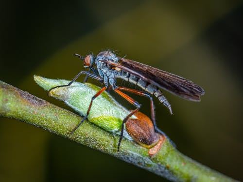 强盗蝇的选择性聚焦摄影栖息在绿色新芽上 · 免费素材图片