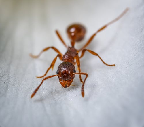 红蚂蚁微距摄影 · 免费素材图片