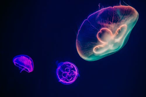 三种五彩的水母 · 免费素材图片