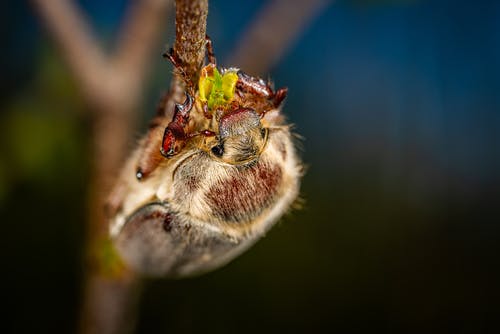 棕色昆虫在微距拍摄 · 免费素材图片