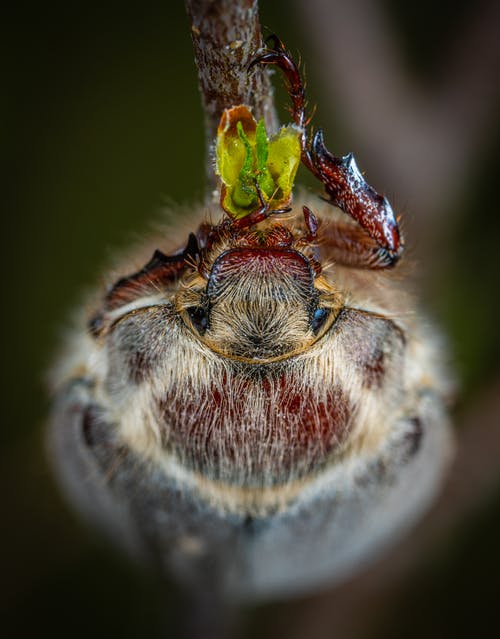 灰甲虫微距摄影 · 免费素材图片