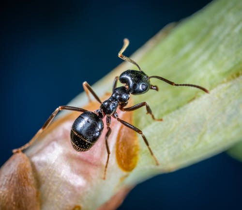黑木蚂蚁在绿叶上的宏观照片 · 免费素材图片