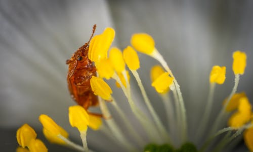 棕色的甲虫在黄色花瓣上的花 · 免费素材图片