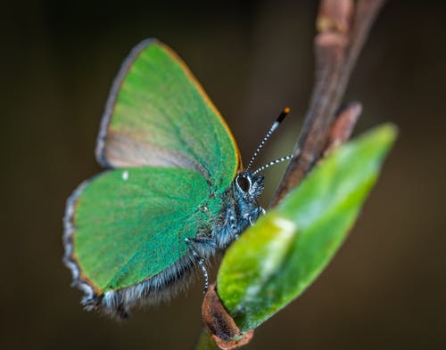 无云的硫蝴蝶栖息在棕色植物茎上 · 免费素材图片