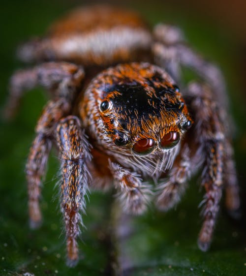 布朗跳蜘蛛在绿叶上的宏观照片 · 免费素材图片