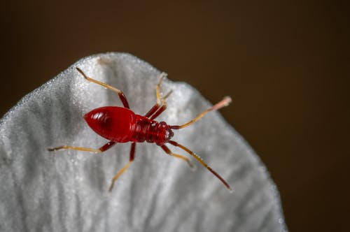 白色织物上的红色刺客虫的宏观照片 · 免费素材图片