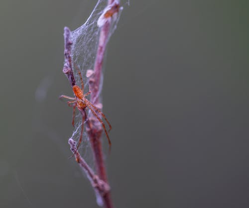 棕色蜘蛛栖息在棕色植物茎上的选择性聚焦摄影 · 免费素材图片