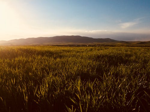 广阔的绿草田与远处山的轮廓 · 免费素材图片